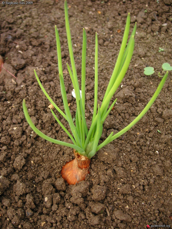 shallot 